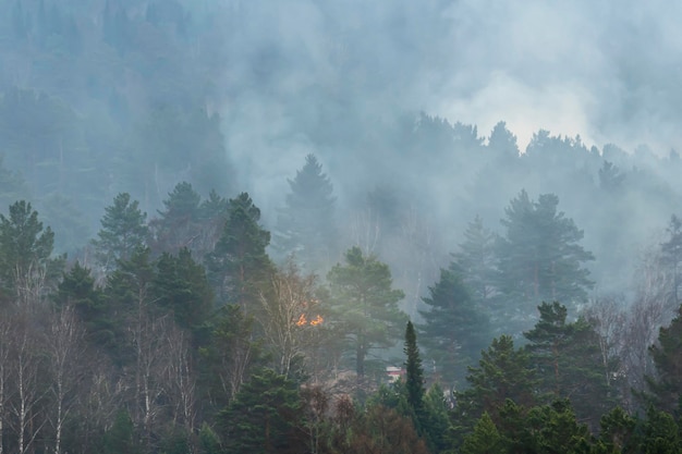 Humo sobre el bosque de taiga comienza un incendio forestal una llama de fuego estalla en el bosque