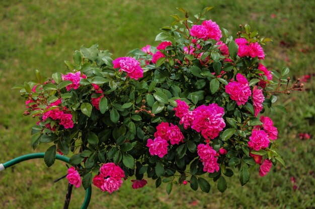 Humor fabuloso de verão de um belo arbusto com rosas de chá rosa