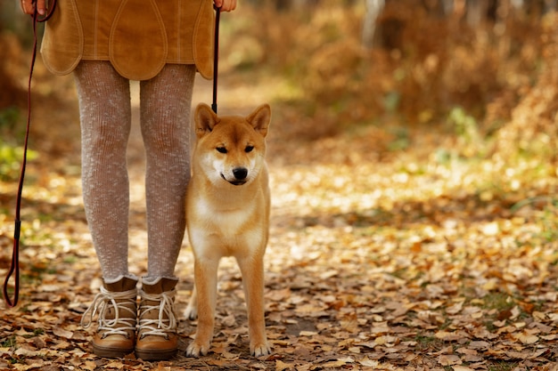 Humor de otoño Hermoso perro puppi shiba inu en colorido paisaje de otoño.