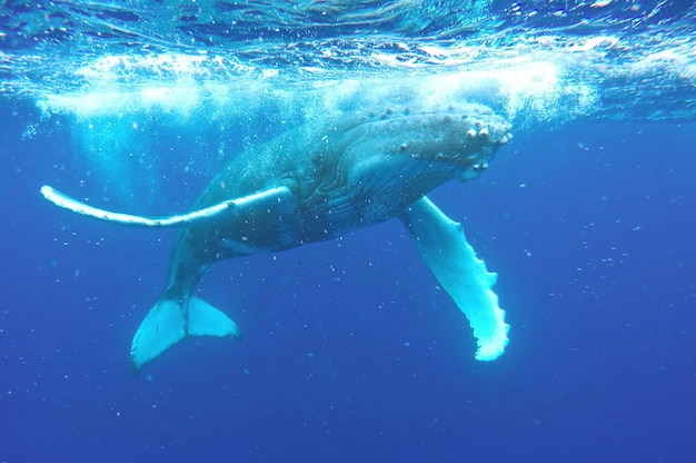 Humpbackwal schwimmt im Meer