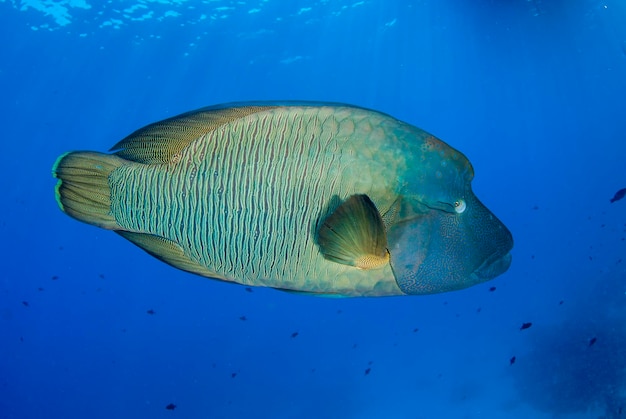 Foto humphead lippfisch im blauen wasser