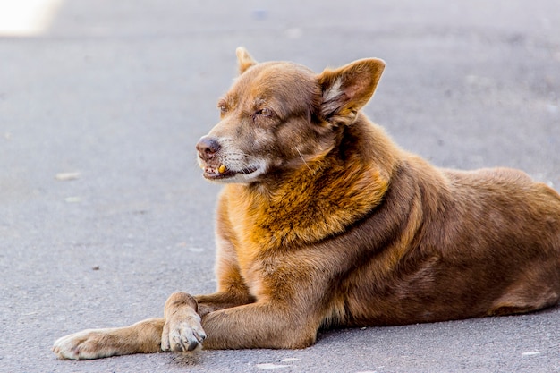 Hund allgemein bekannt als Köter