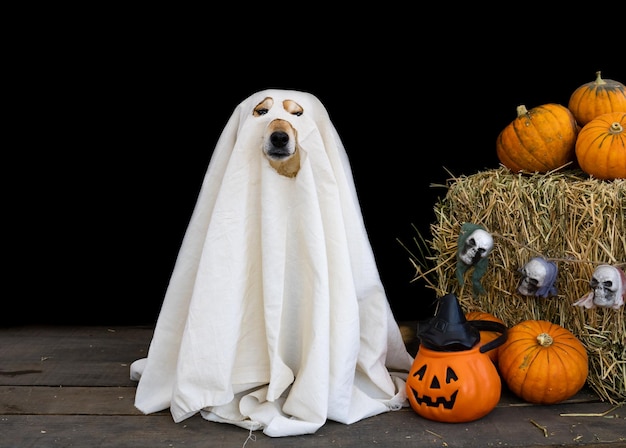 Hund als Geist für Halloween verkleidet