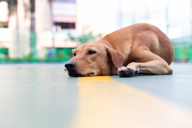 Hund am Boden liegen