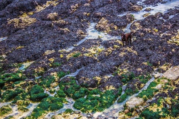 Foto hund am felsigen ufer