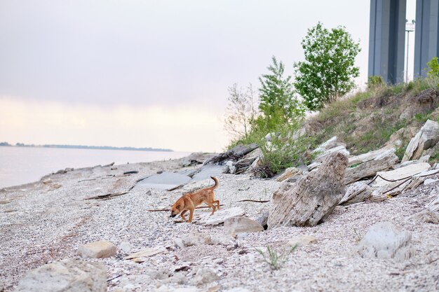 Hund am meer. obdachloser hund auf der straße.