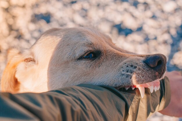 Hund am Strand im Sommer