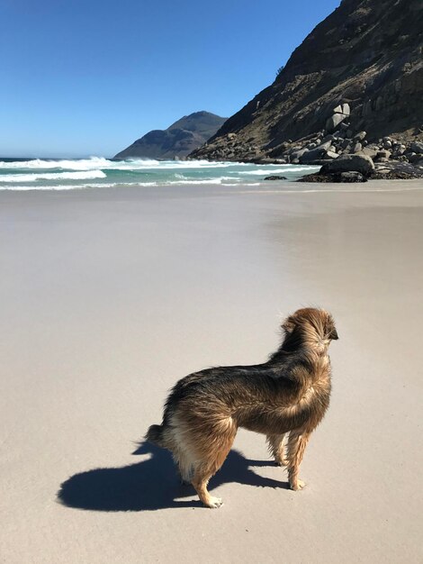 Hund am Strand in Noordhoek