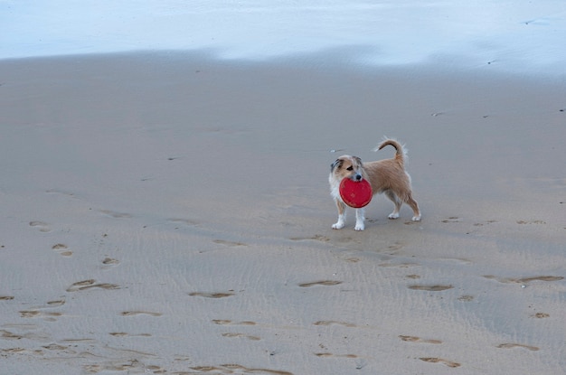 Hund am Strand mit Spielzeug im Mund