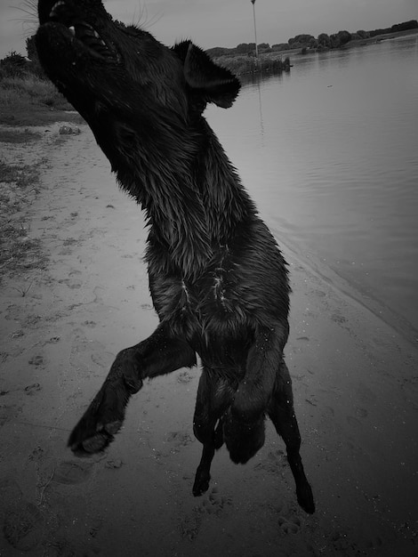 Foto hund am strand