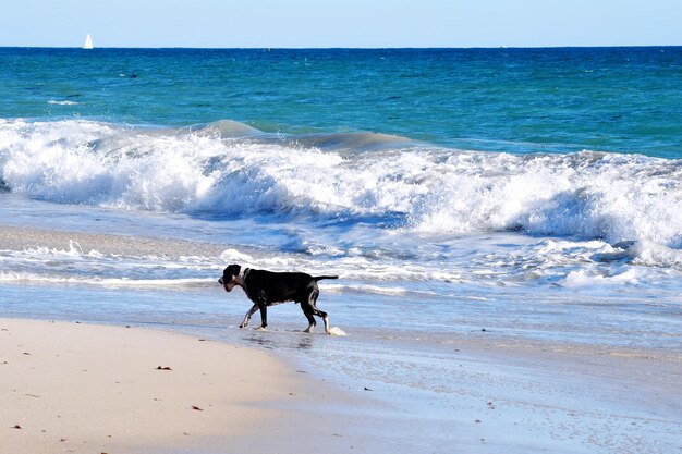 Foto hund am strand