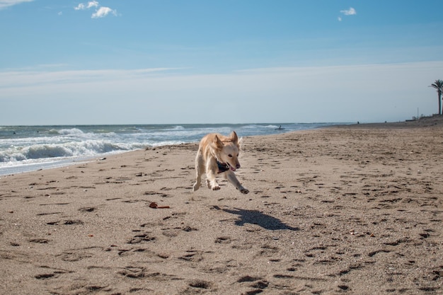 Foto hund am strand