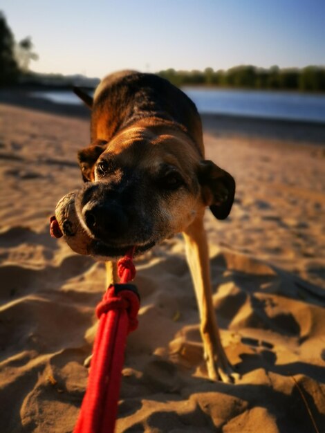 Foto hund am strand