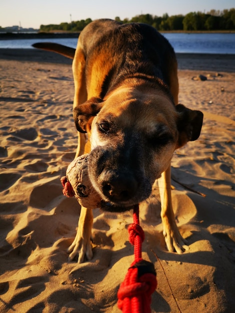 Foto hund am strand