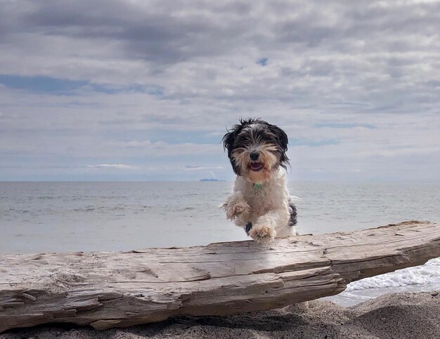 Hund am Strand