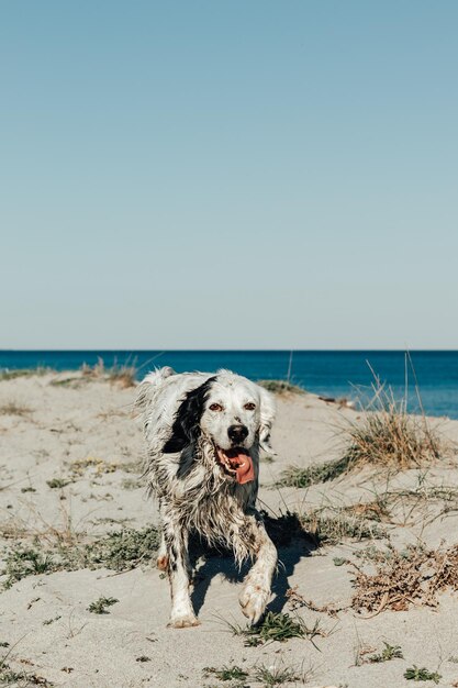 Foto hund am strand