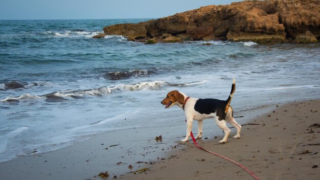 Foto hund am strand