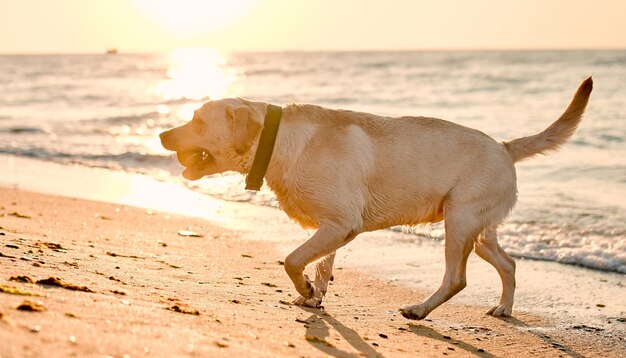 Hund am Strand