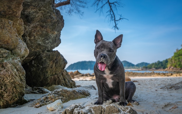 Hund am Strand