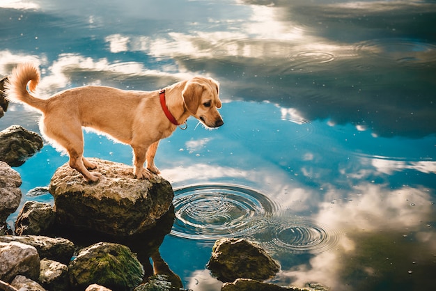 Hund am Wasser stehen