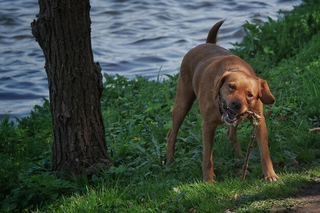 Foto hund am wasser