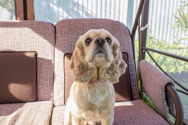 Foto hund american cocker spaniel ein jagdhund tierthemen hundezucht