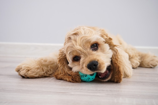 Hund. American Cocker Spaniel Welpe mit einem Ball auf einer grauen Wand