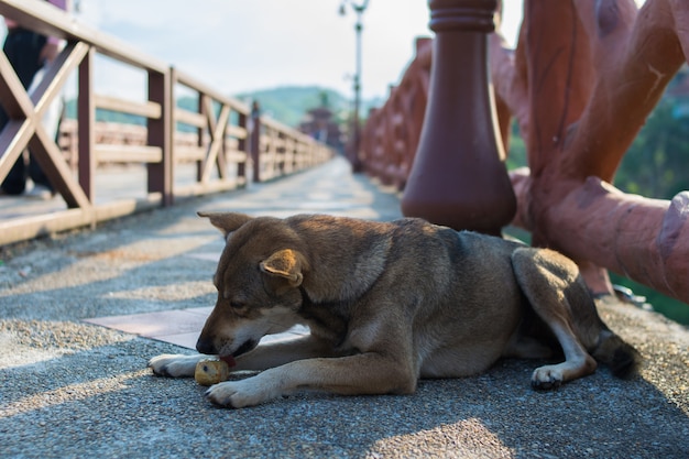 Hund auf alter Holzbrücke in Thailand