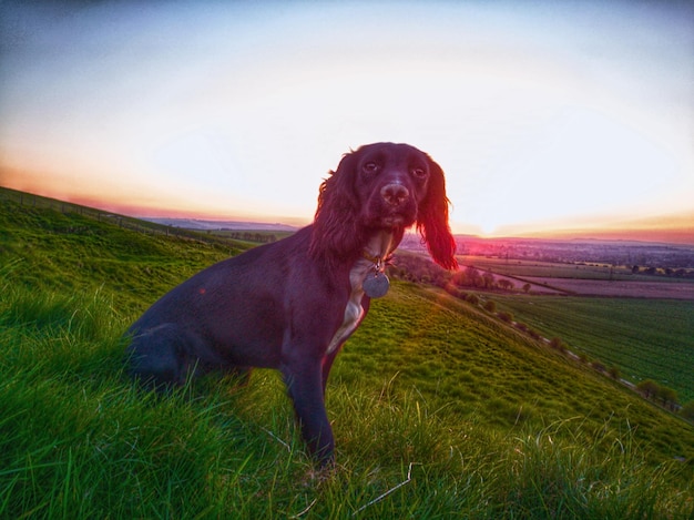 Foto hund auf dem feld gegen den himmel bei sonnenuntergang