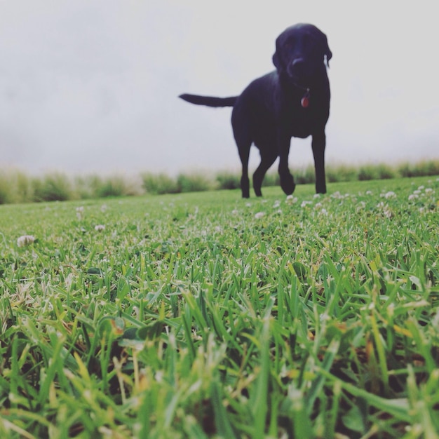Hund auf dem Feld gegen den Himmel