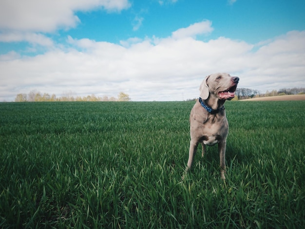 Hund auf dem Feld gegen den Himmel