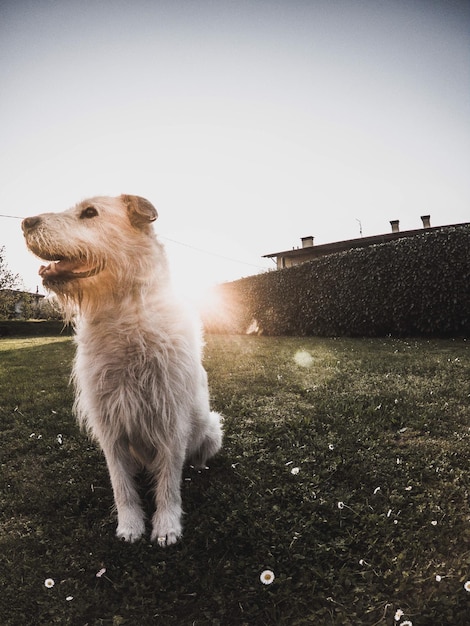 Hund auf dem Feld gegen klaren Himmel