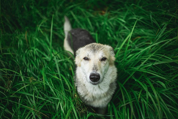 Hund auf dem Feld im Regen