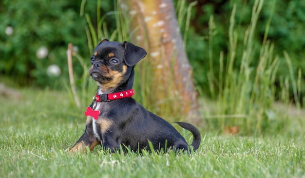 Foto hund auf dem feld