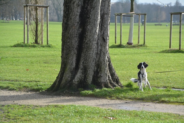 Foto hund auf dem feld