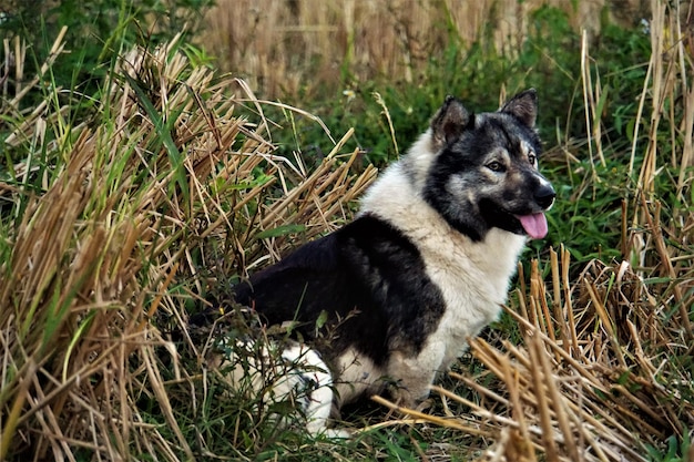 Foto hund auf dem feld