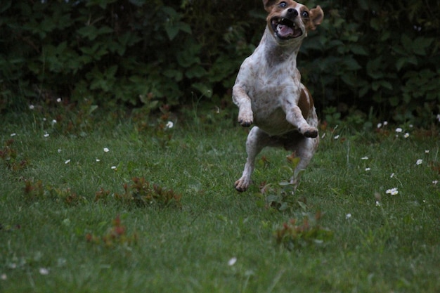 Foto hund auf dem feld