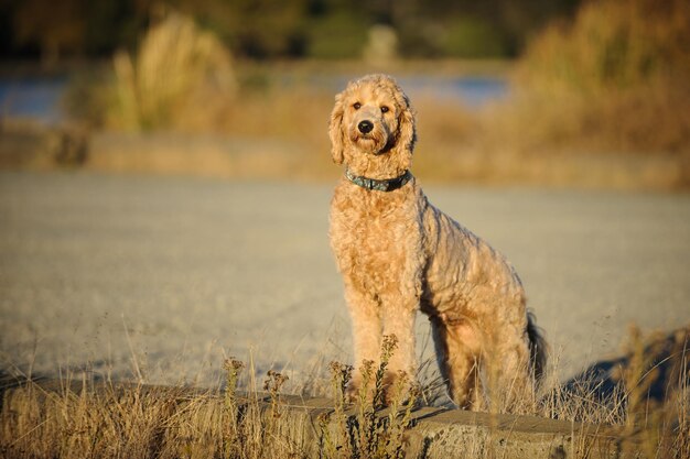 Foto hund auf dem feld