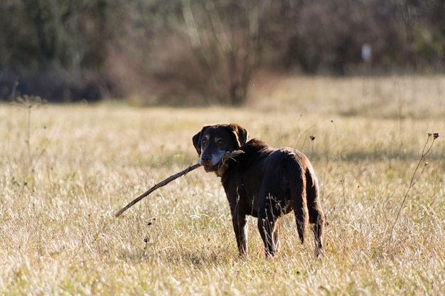 Foto hund auf dem feld