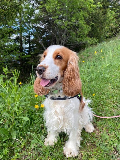 Foto hund auf dem feld