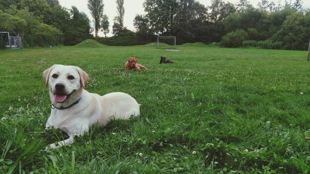 Hund auf dem Feld