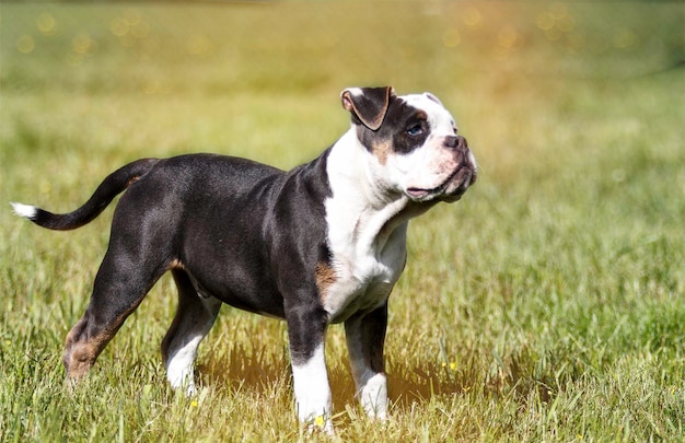Hund auf dem Feld