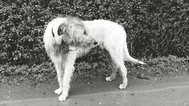 Foto hund auf dem feld