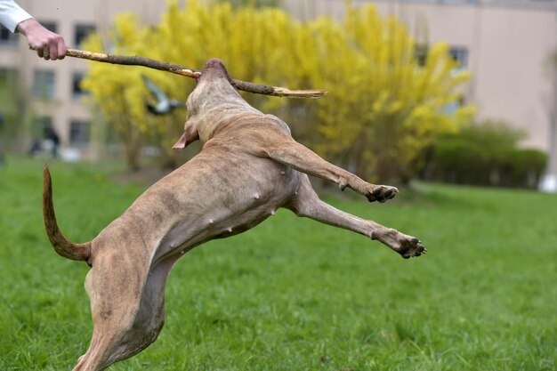 Foto hund auf dem feld