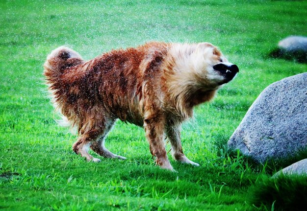 Foto hund auf dem gras