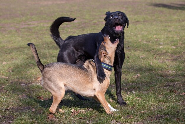 Foto hund auf dem gras