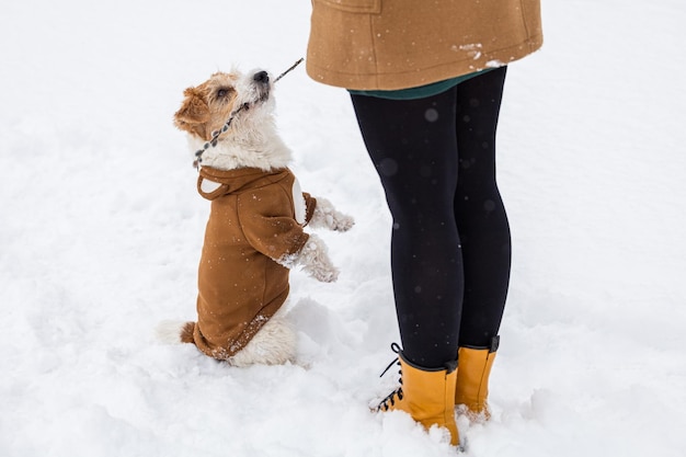 Hund auf dem Hintergrund der Bäume im Park Porträt eines Jack Russell Terriers, gekleidet wie ein Bärenjunges Schneit