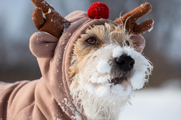 Hund auf dem Hintergrund der Bäume im Park Porträt eines Jack Russell Terriers, gekleidet wie ein Kitz Schneit