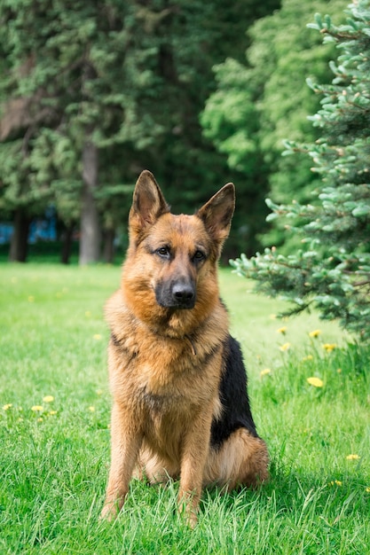 Hund auf dem Rasen