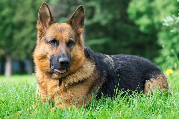 Hund auf dem Rasen